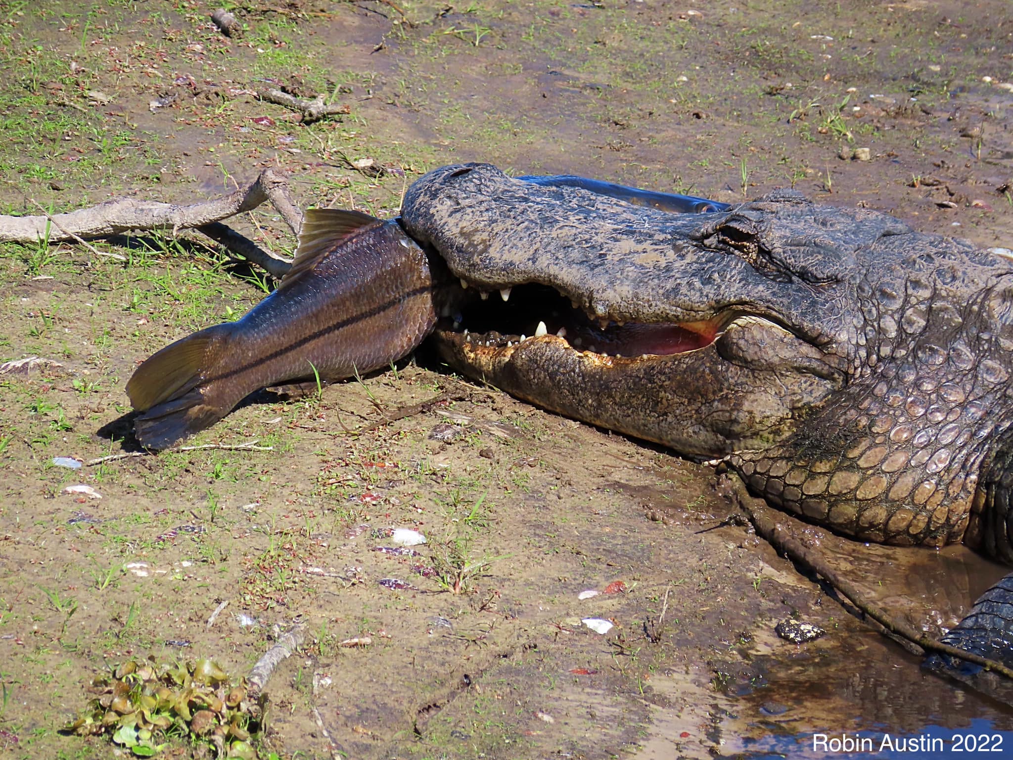 Woman finds 10-foot alligator