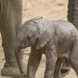 Omaha zoo welcomes baby elephant