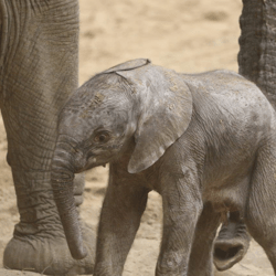 Omaha zoo welcomes baby elephant