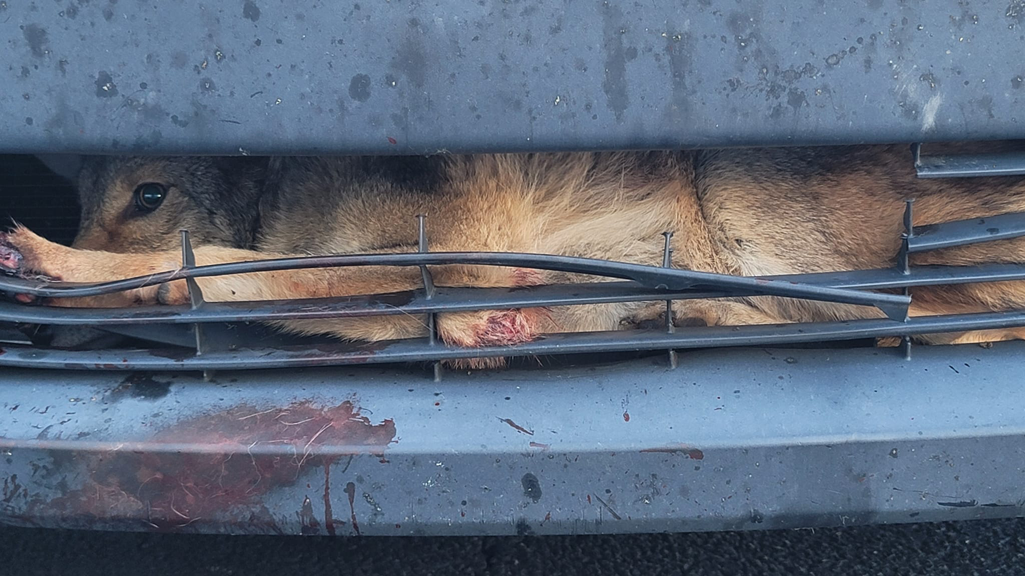 Coyote trapped in car grille