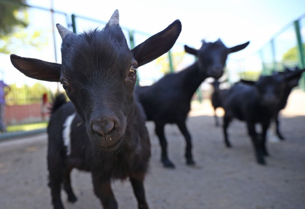 No kidding: Florida woman files lawsuit against neighbor demanding goat DNA for paternity tests
