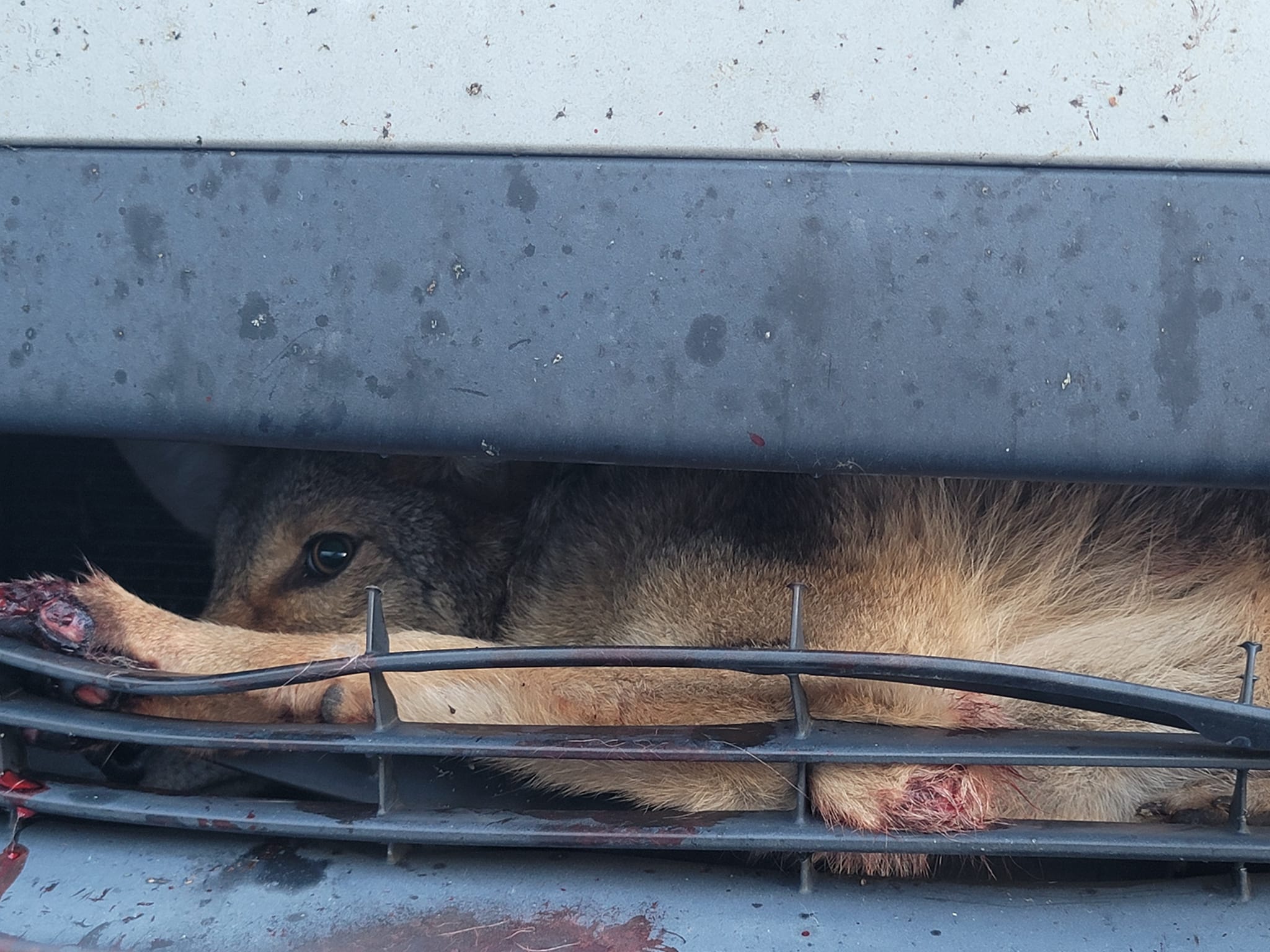 Coyote rescued from inside of car grille