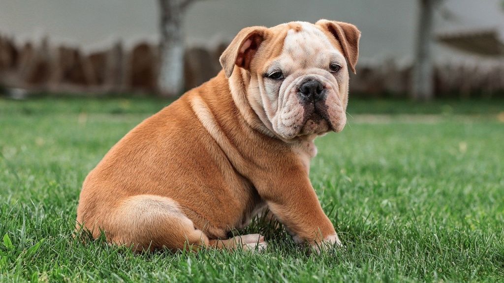 Texas woman clings to hood of car to thwart theft of $10,000 dog