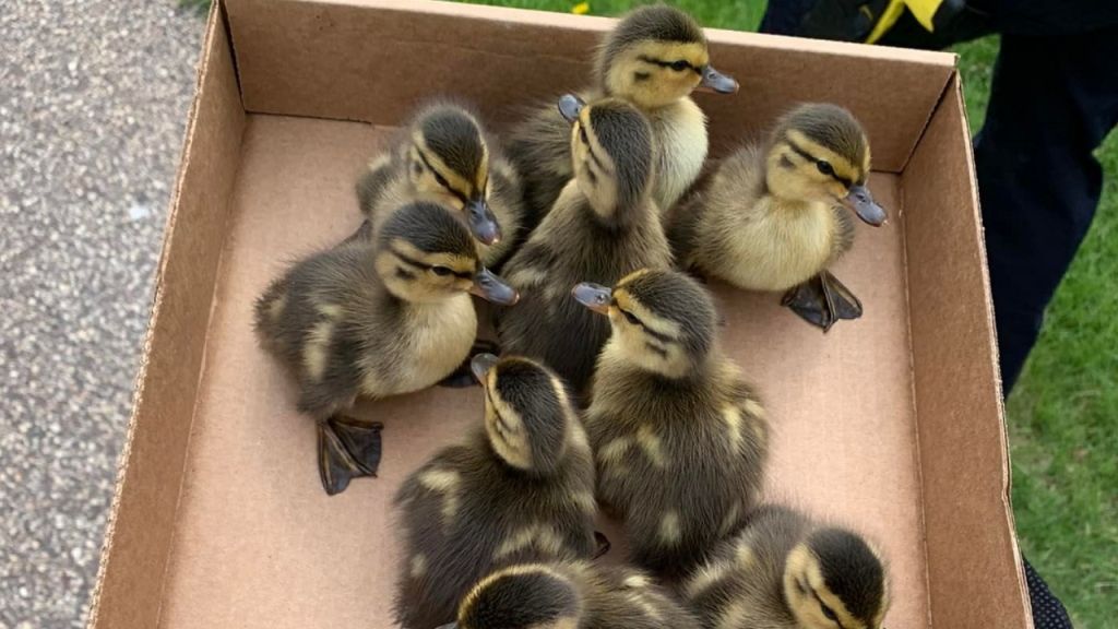 Ducklings rescued: