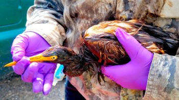 100 oil-soaked birds found near refinery