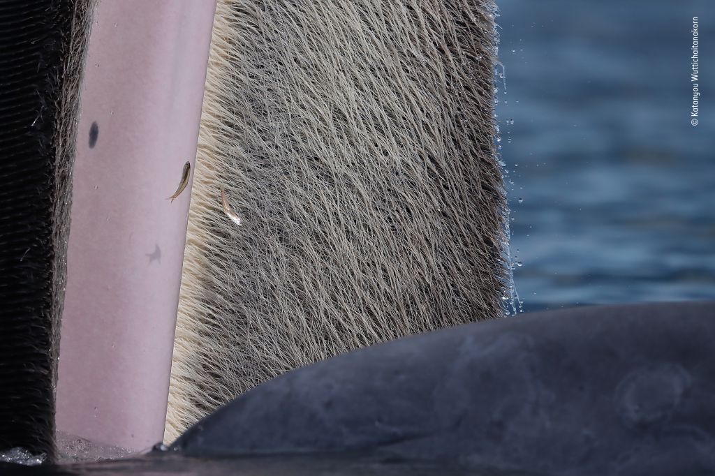Wildlife Photographer of the Year 2022 entries