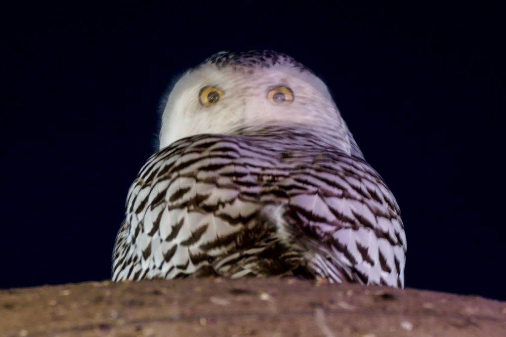 Photos: Rare snowy owl visits D.C. monuments