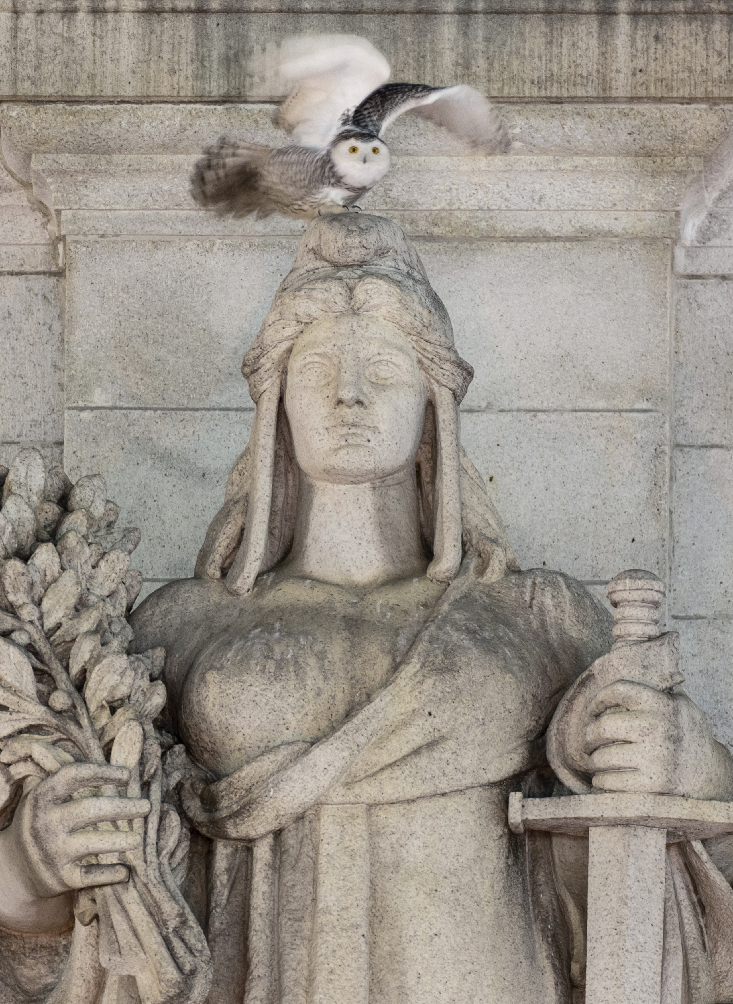 Photos: Rare snowy owl visits D.C. monuments