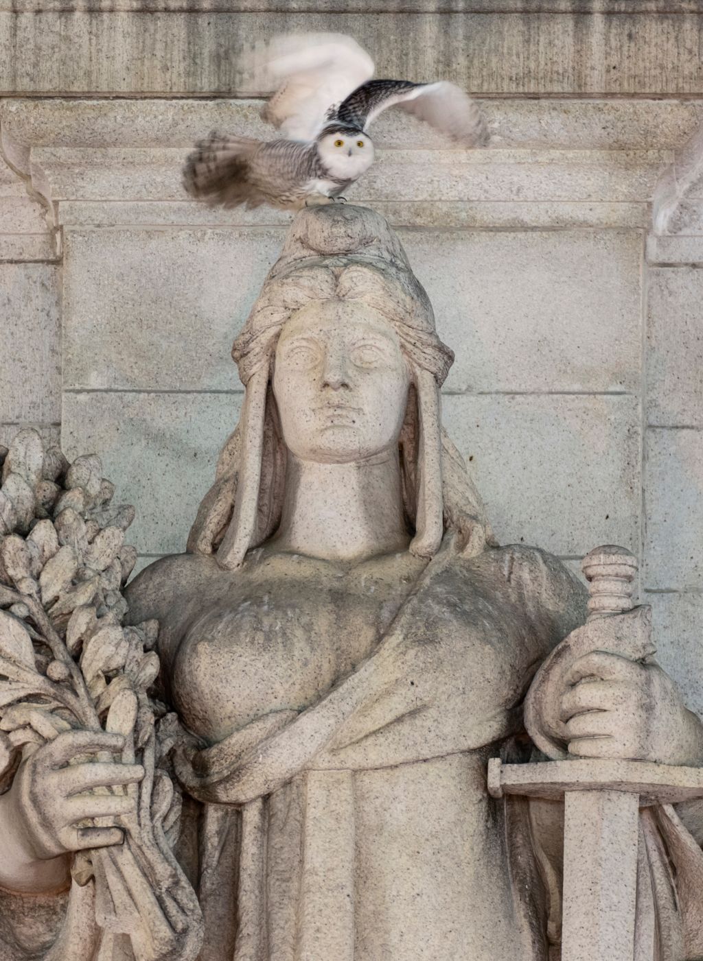 Photos: Rare snowy owl visits D.C. monuments