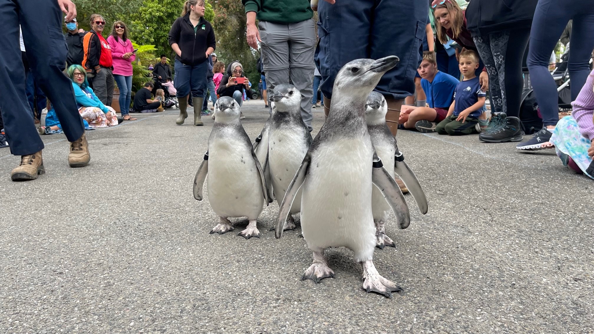 New graduates of ‘fish school’ celebrate with ‘March of the Penguins’