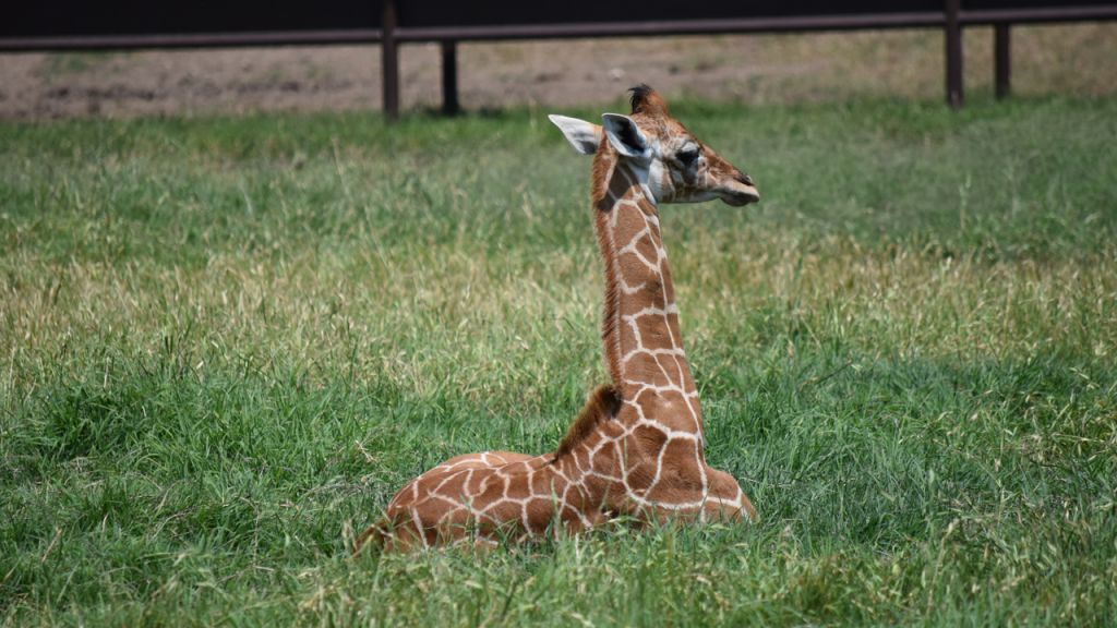 Memphis Zoo in Tennessee welcomes baby giraffe