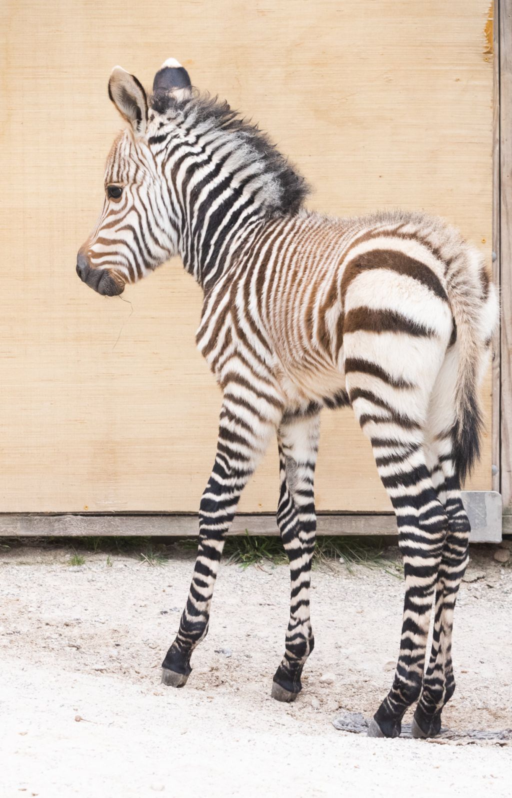 Baby zebra born at Zoo Knoxville