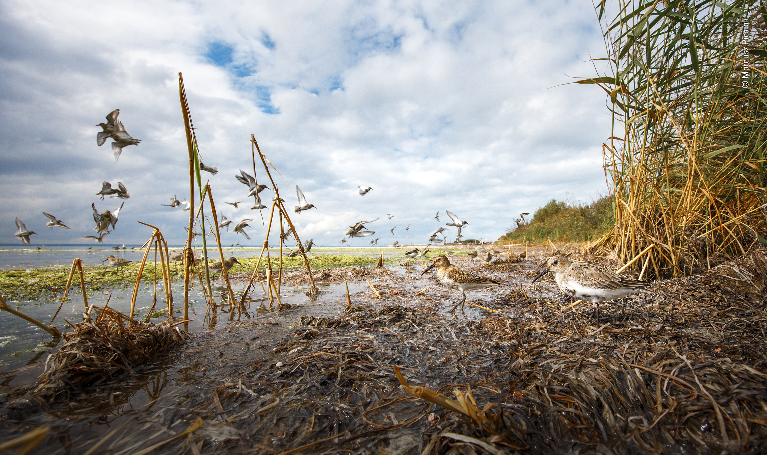 Wildlife Photographer of the Year 2022 entries