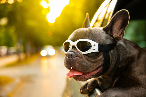 French bulldogs