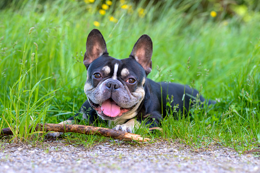 French bulldogs