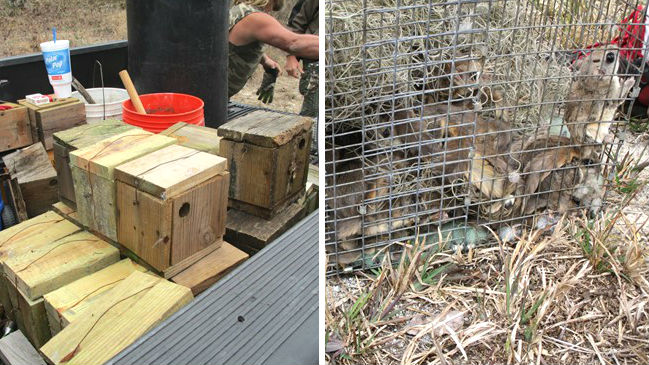 Flying squirrel smuggling ring