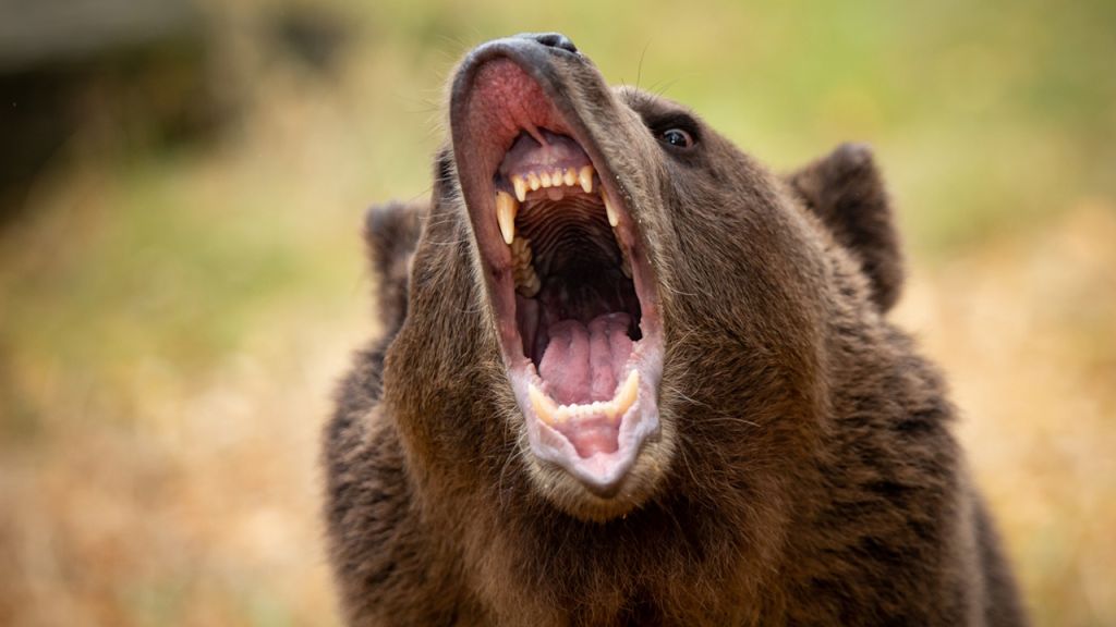 Grizzly attack:
