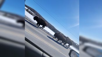 Bison escape from Maine farm