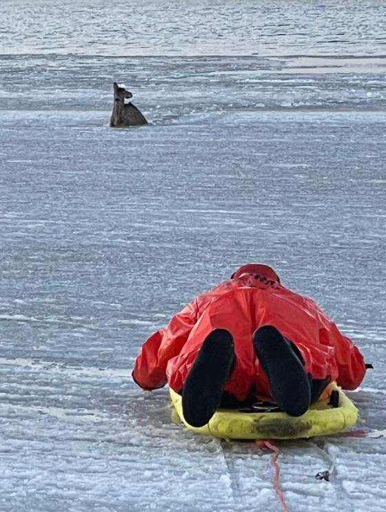 Baby deer rescued from icy water.