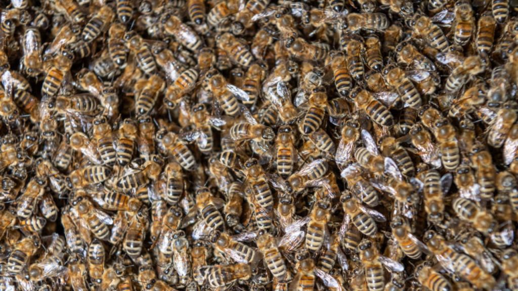 Bees sting hotel occupants