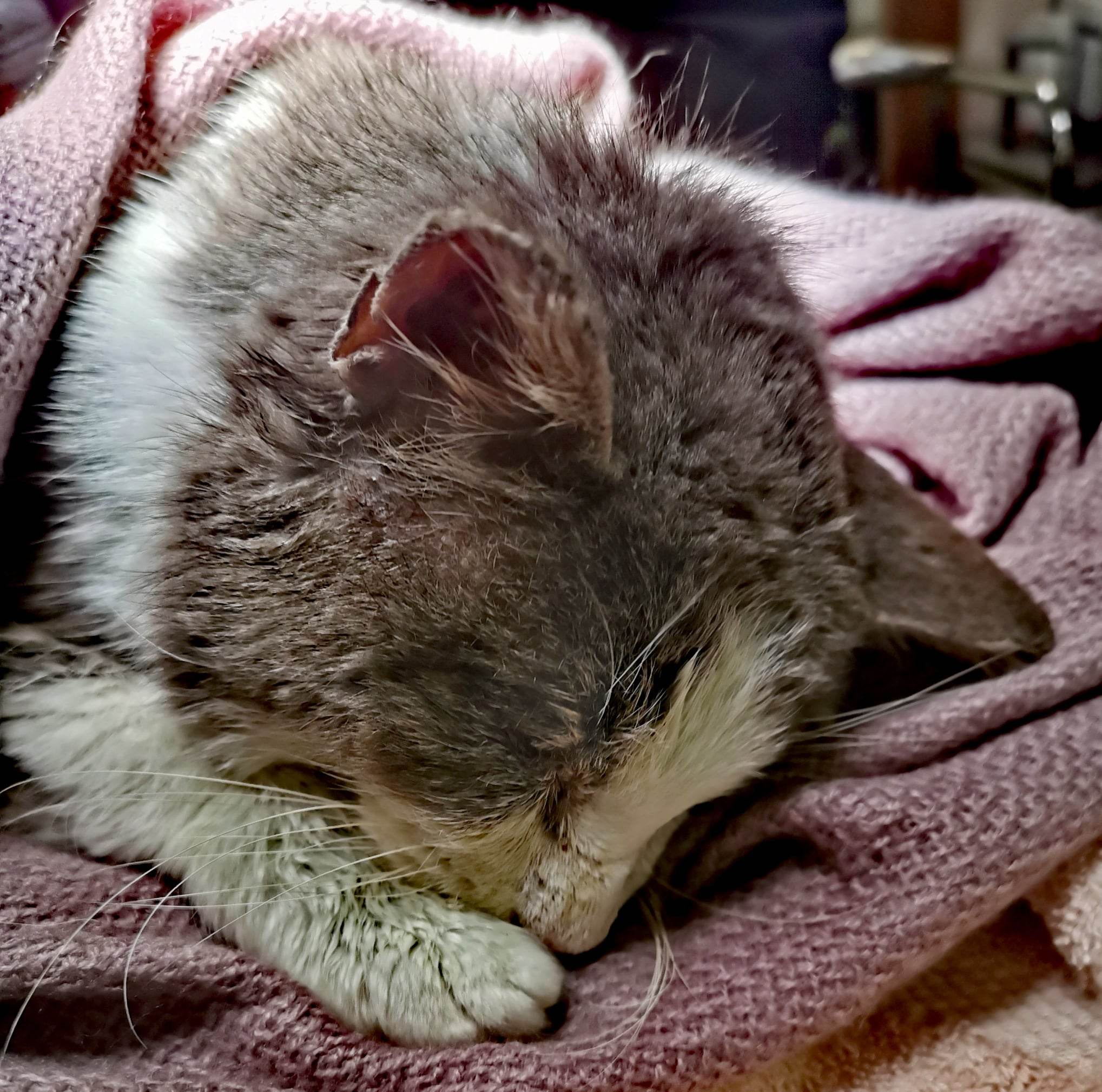 Rescuers save cat found frozen to the ground