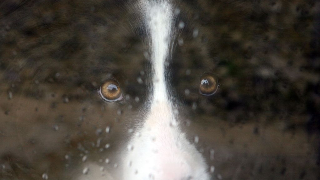 Dog stolen from Kentucky owner found three years later in Michigan