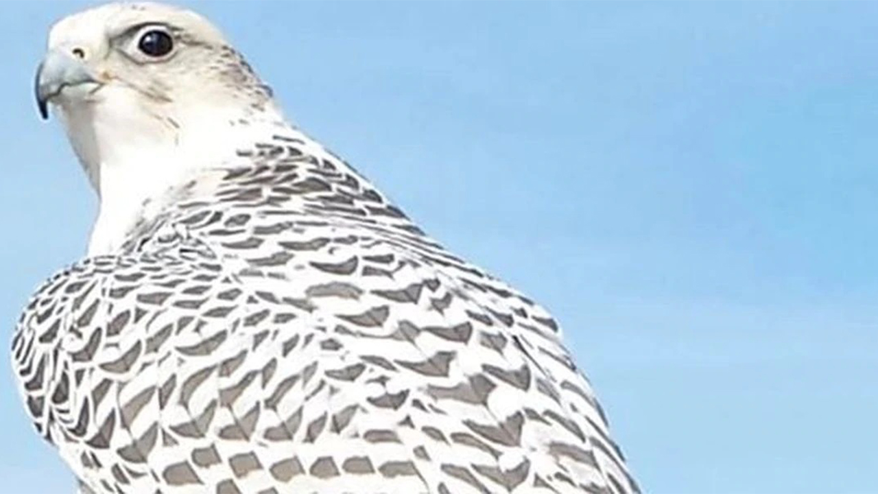 Man trapped in mud for hours while searching for $20,000 falcon is rescued