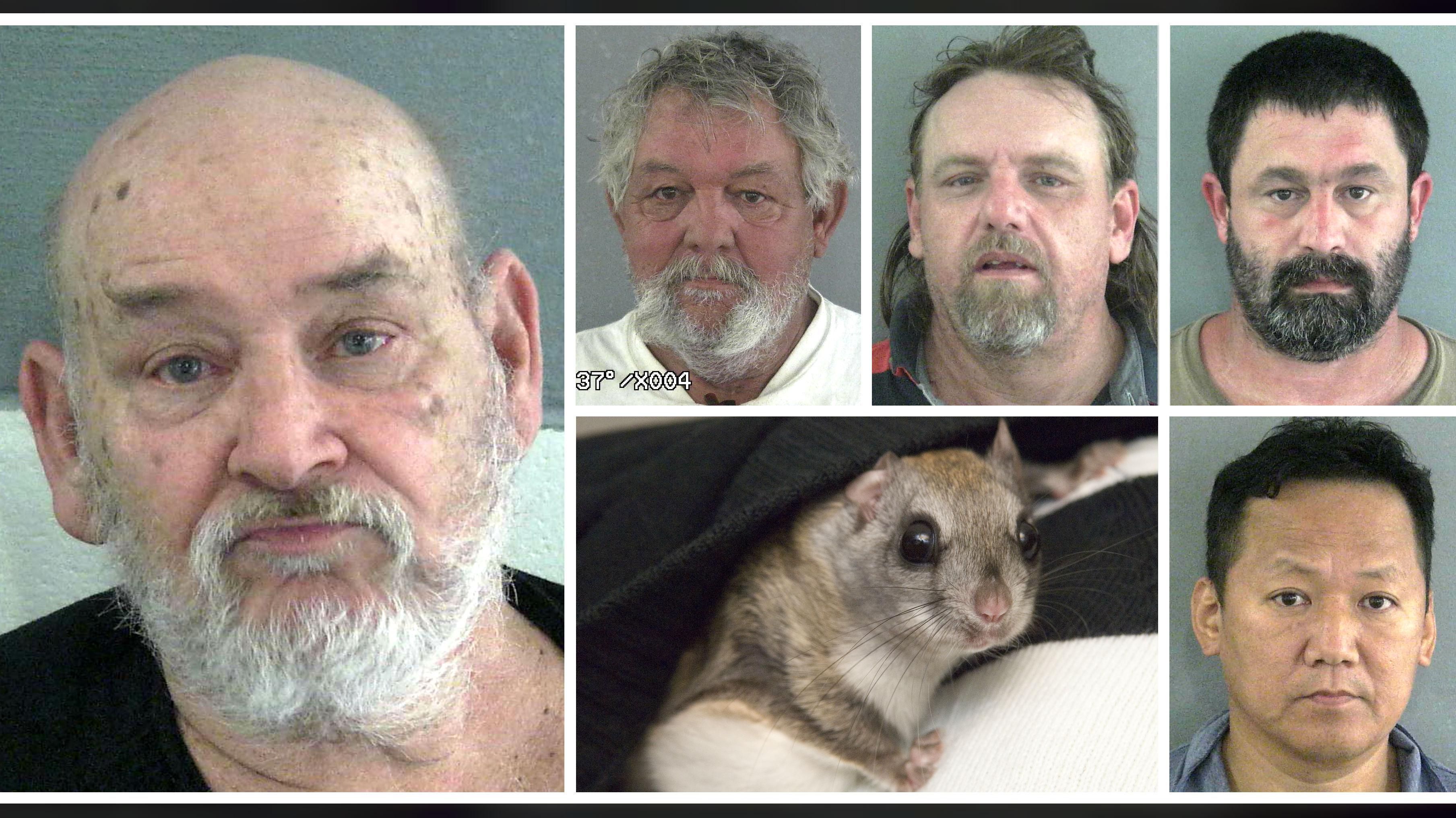 Flying squirrel smuggling ring