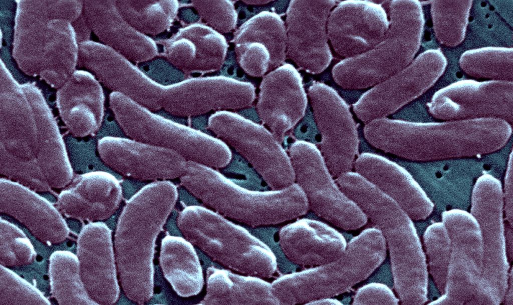 Flesh-eating bacteria sickens 5 in Long Island Sound