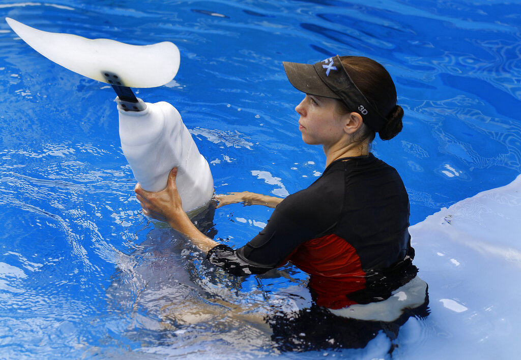 Winter the dolphin