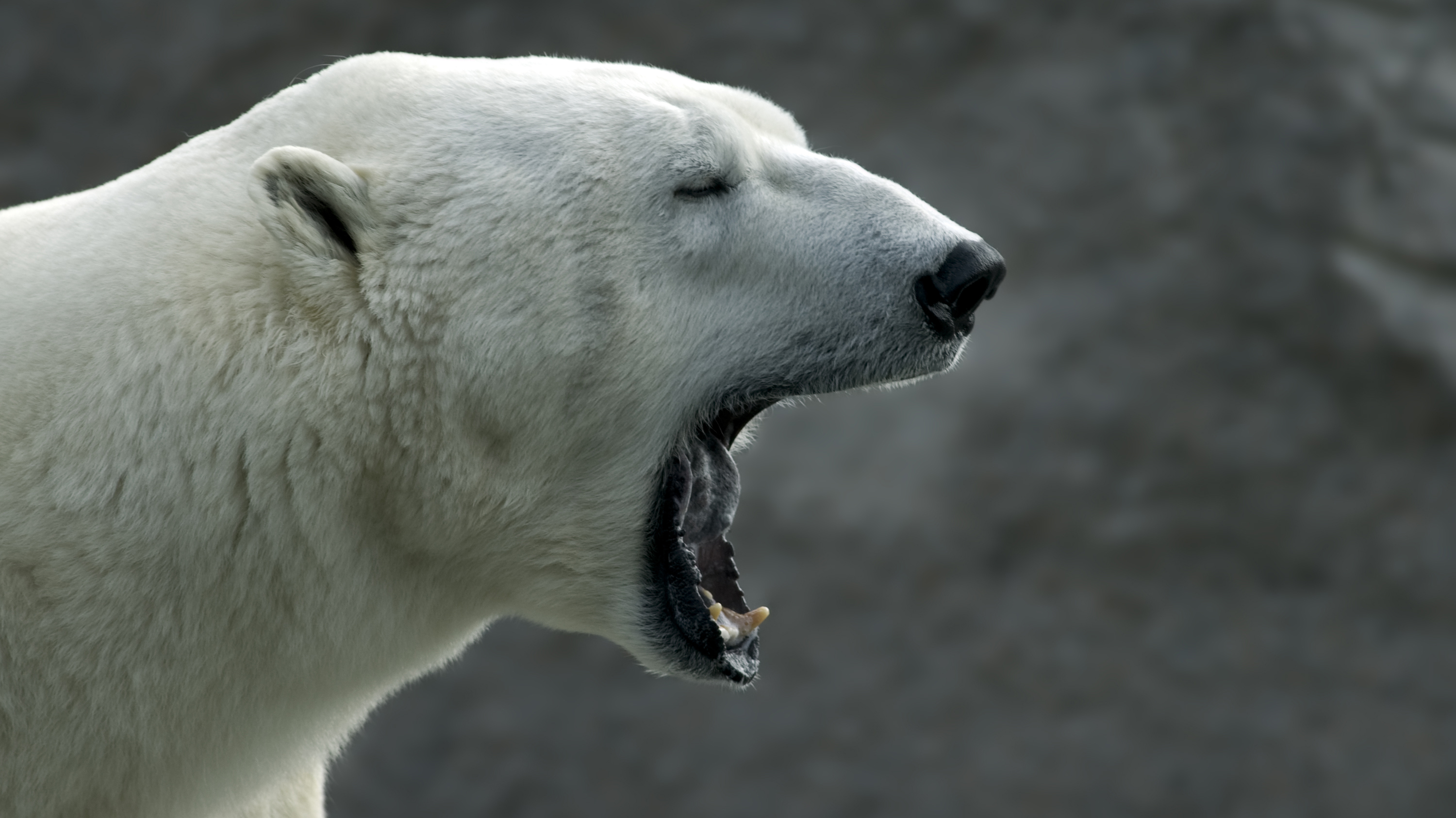 Two killed in polar bear attack