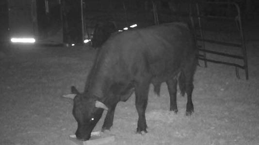 Buddy the beefalo spotted on a trail camera