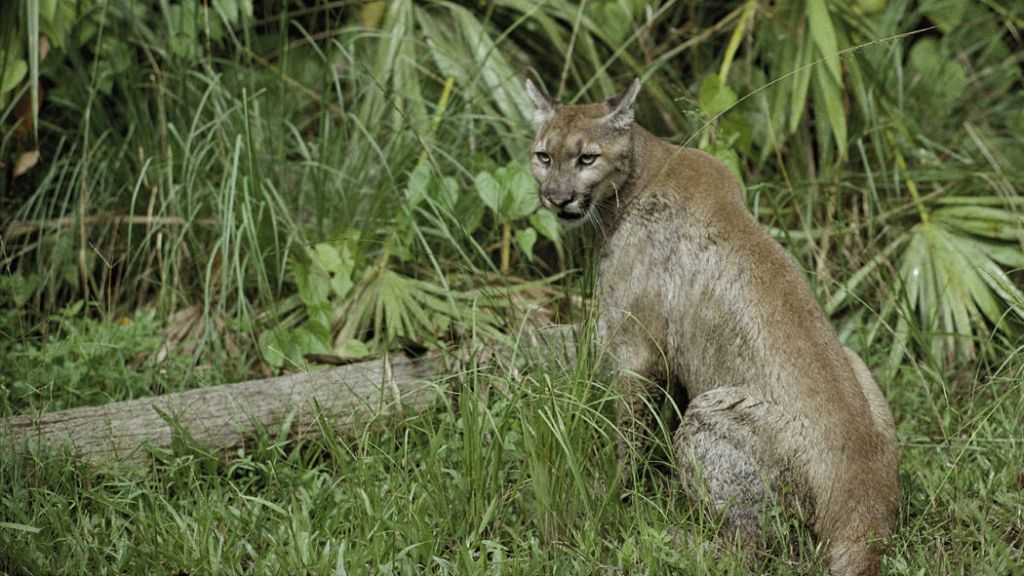 Endangered Florida panther fatally struck by car