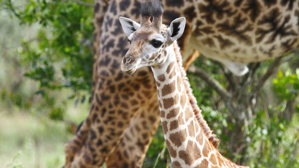 Tennessee zoo asks public to help choose new baby giraffe's name
