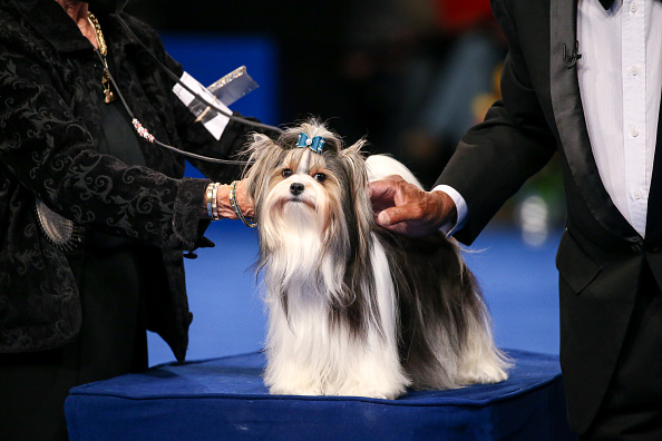 Photos: National Dog Show 2021