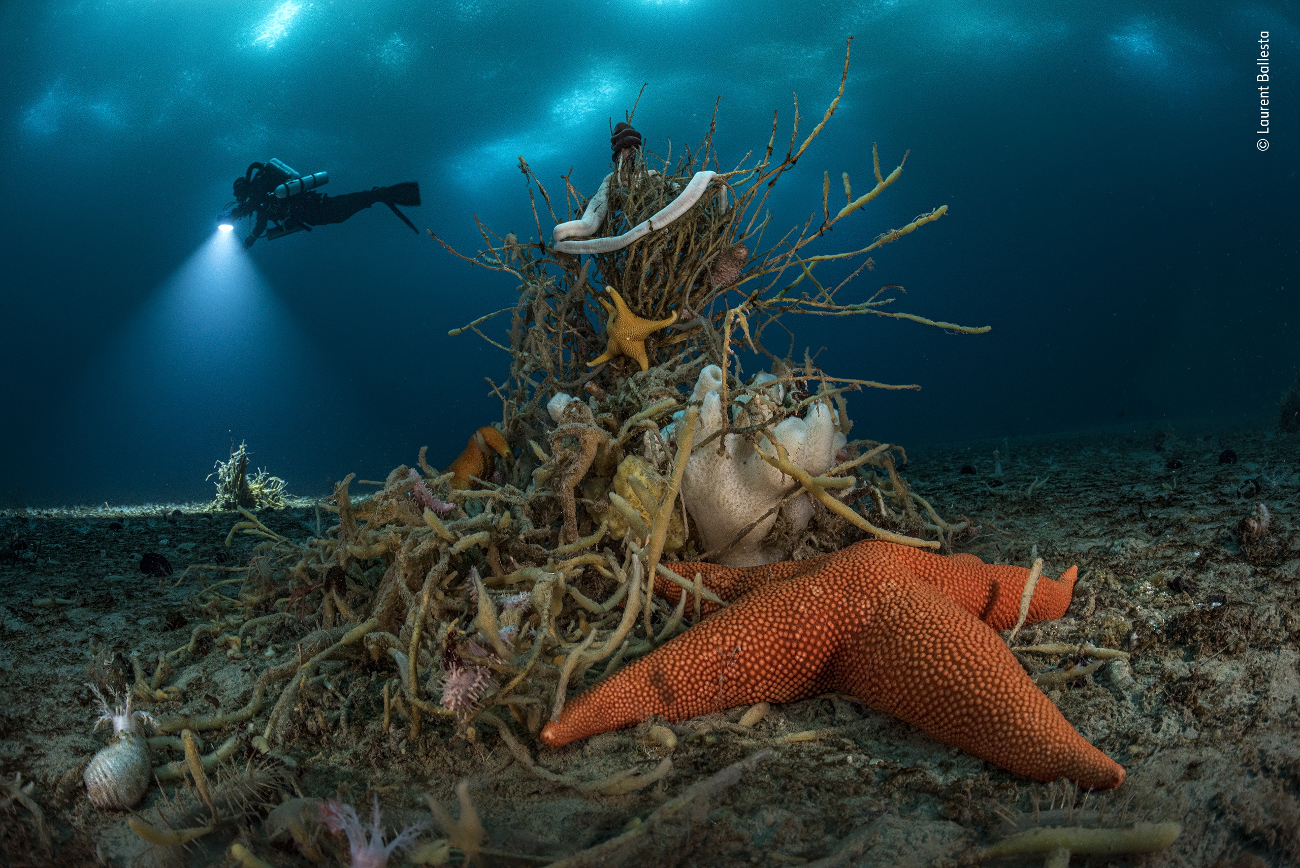 Wildlife Photographer of the Year 2022 entries