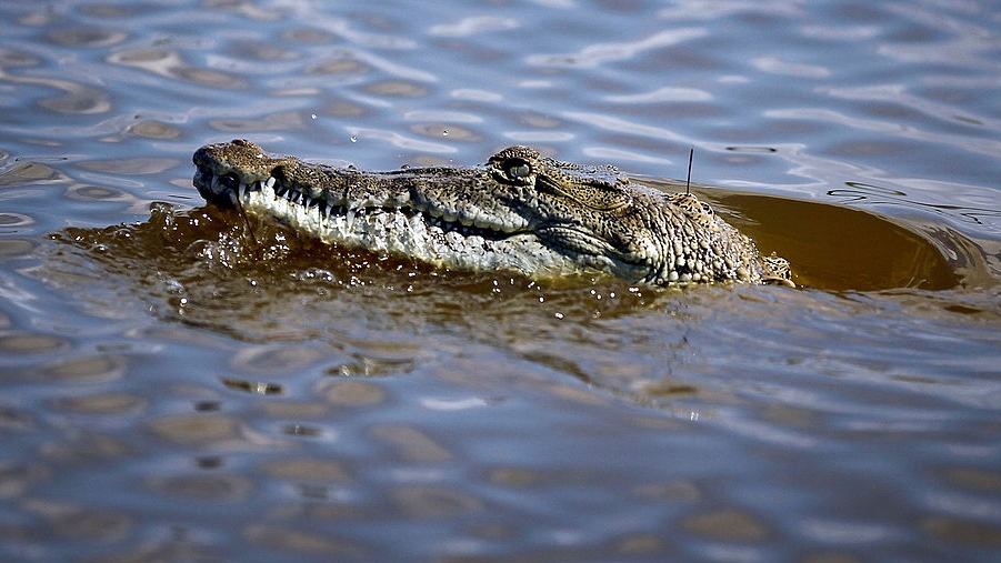 crocodile