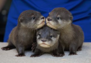 Otter-ly adorable! Aquarium asks for help naming otter pups