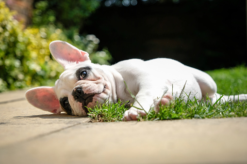 French bulldogs