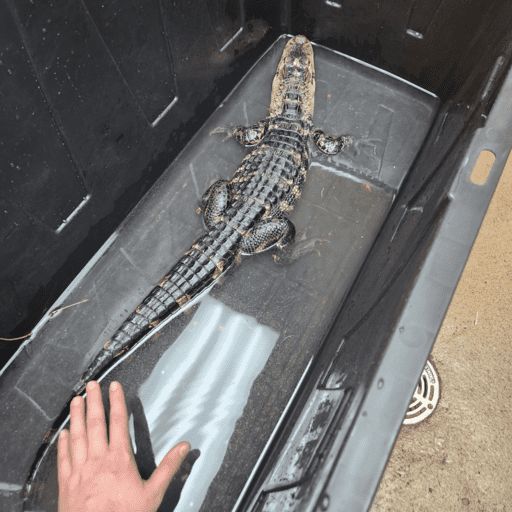 Alligator found in vacant lot