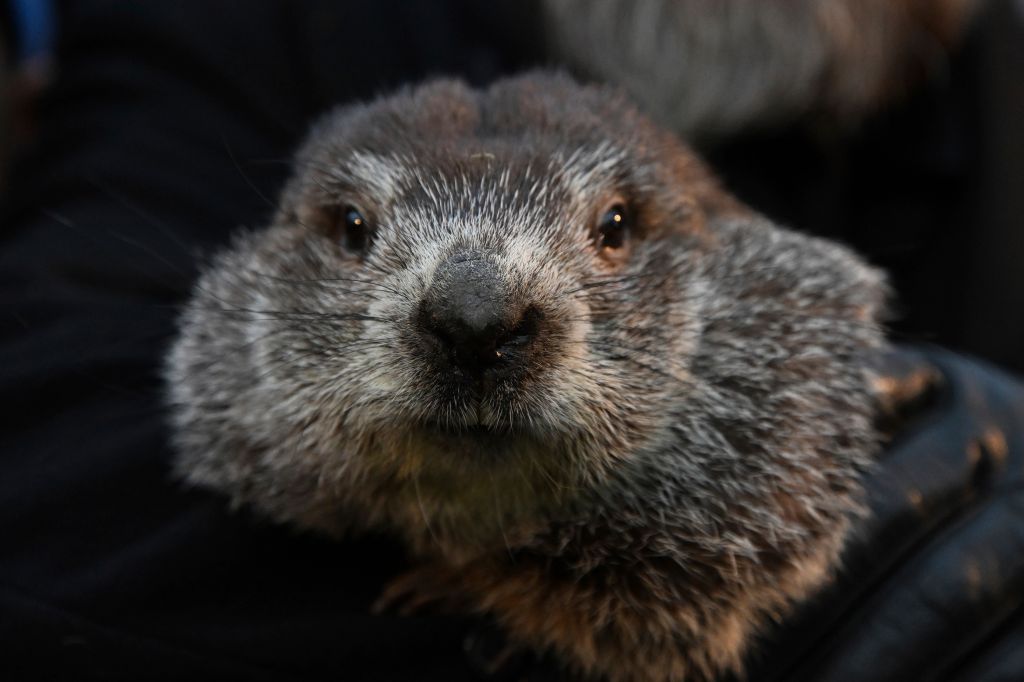 Photos: Groundhog Day icon Punxsutawney Phil delivers 2022 prediction