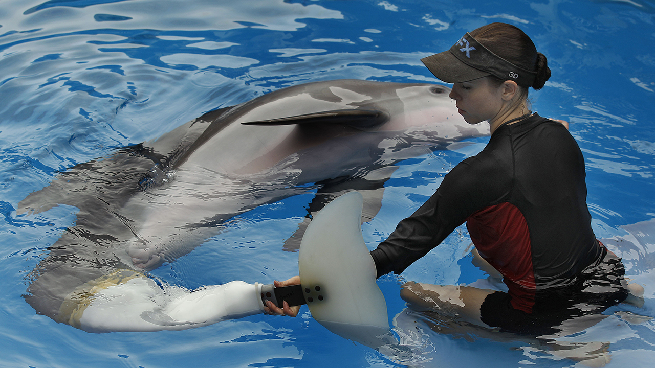 Winter the dolphin
