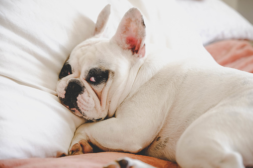 French bulldogs