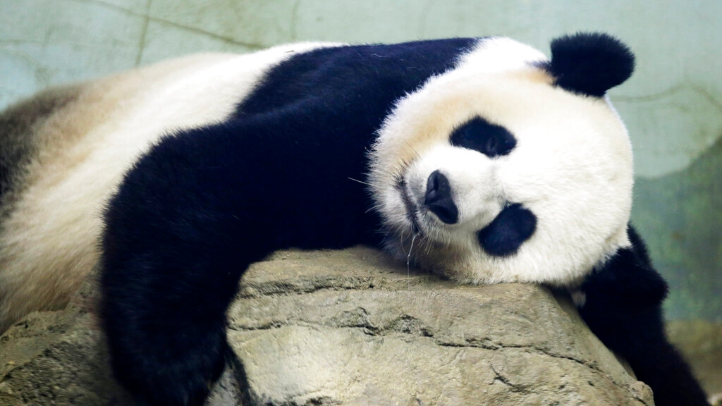Pandas play