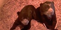 Salisbury Zoo welcomes twin Andean bears