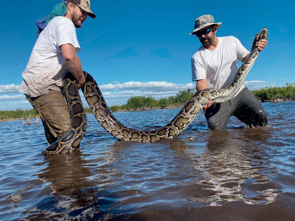 Biologists in Florida capture record-breaking 215-pound, 18-foot-long python
