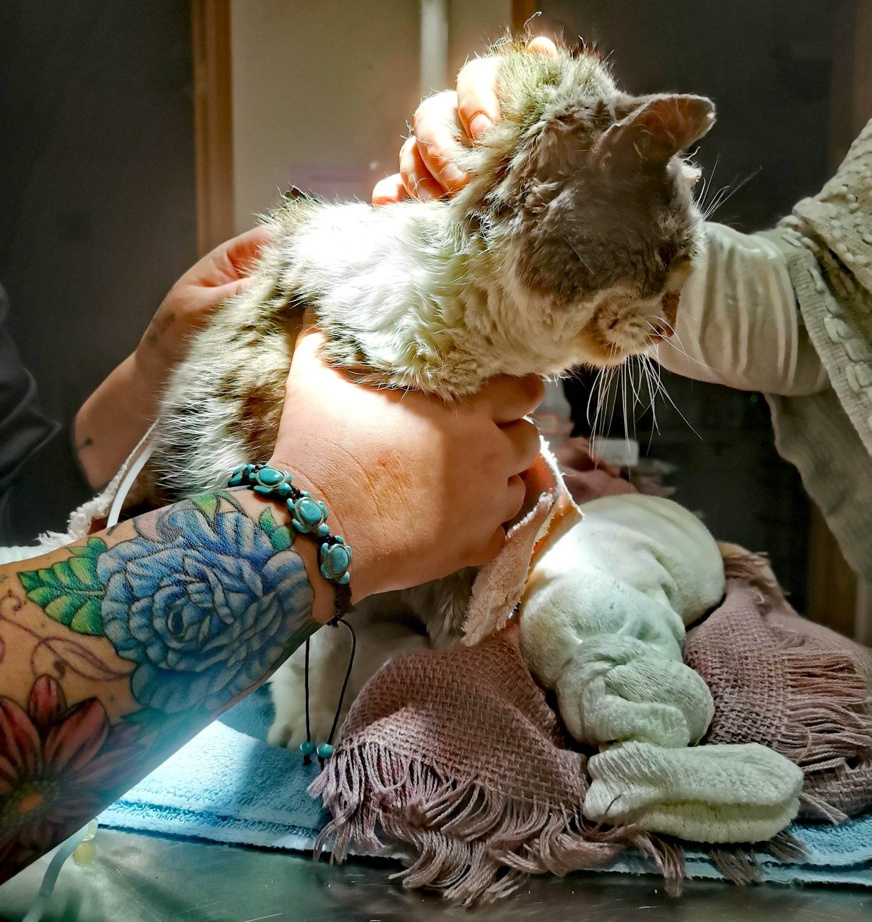 Rescuers save cat found frozen to the ground