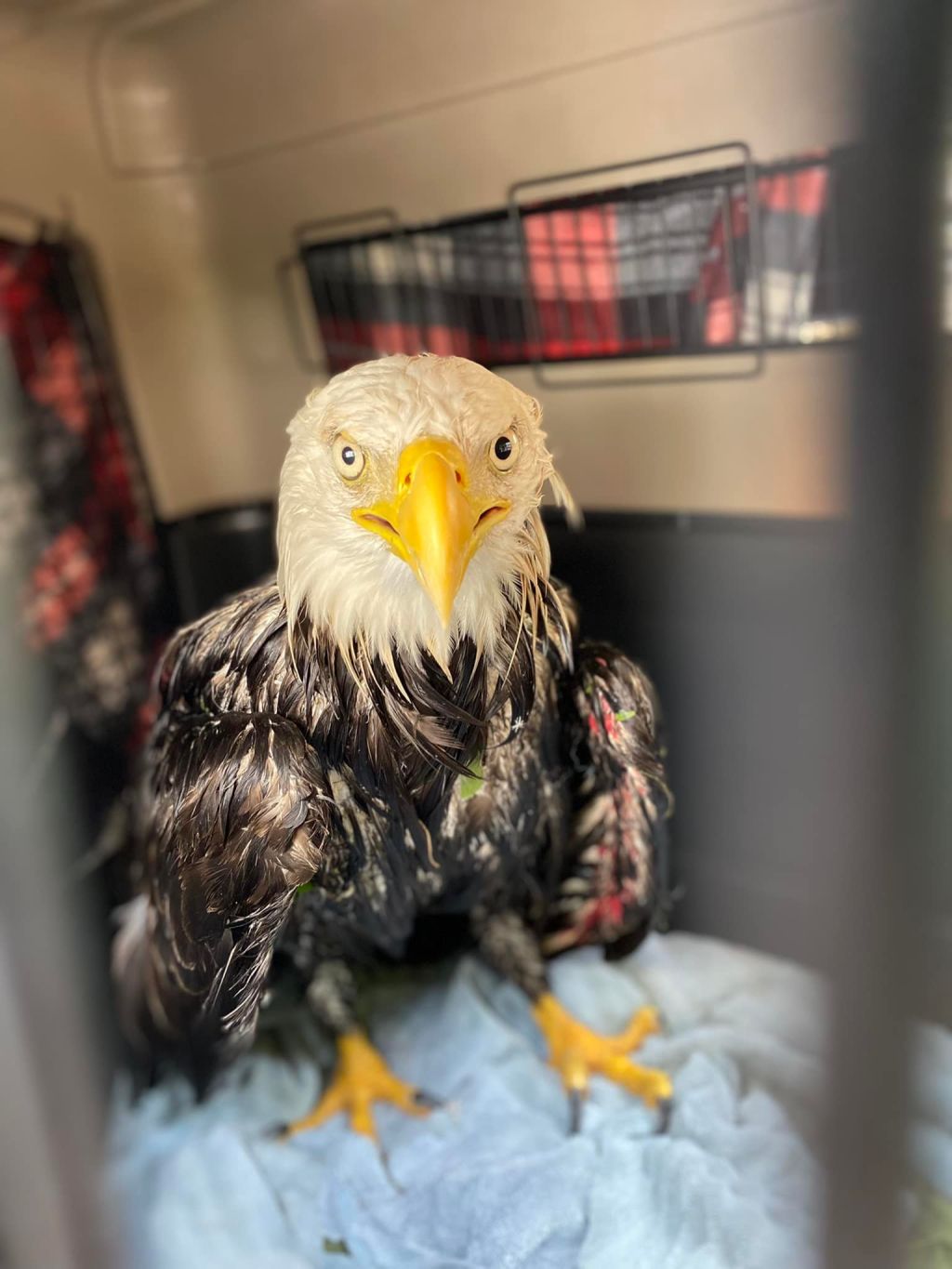 Photos: Injured bald eagle rescued from Massachusetts river bank