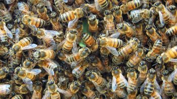 5 million bees fall off truck; police recommend drivers to close windows