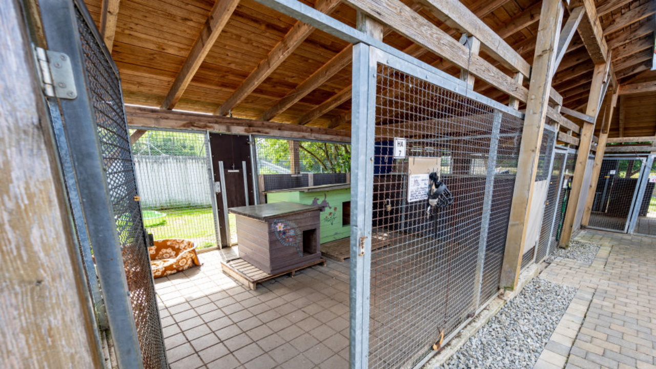 Dog improving after giving birth to 21 pups